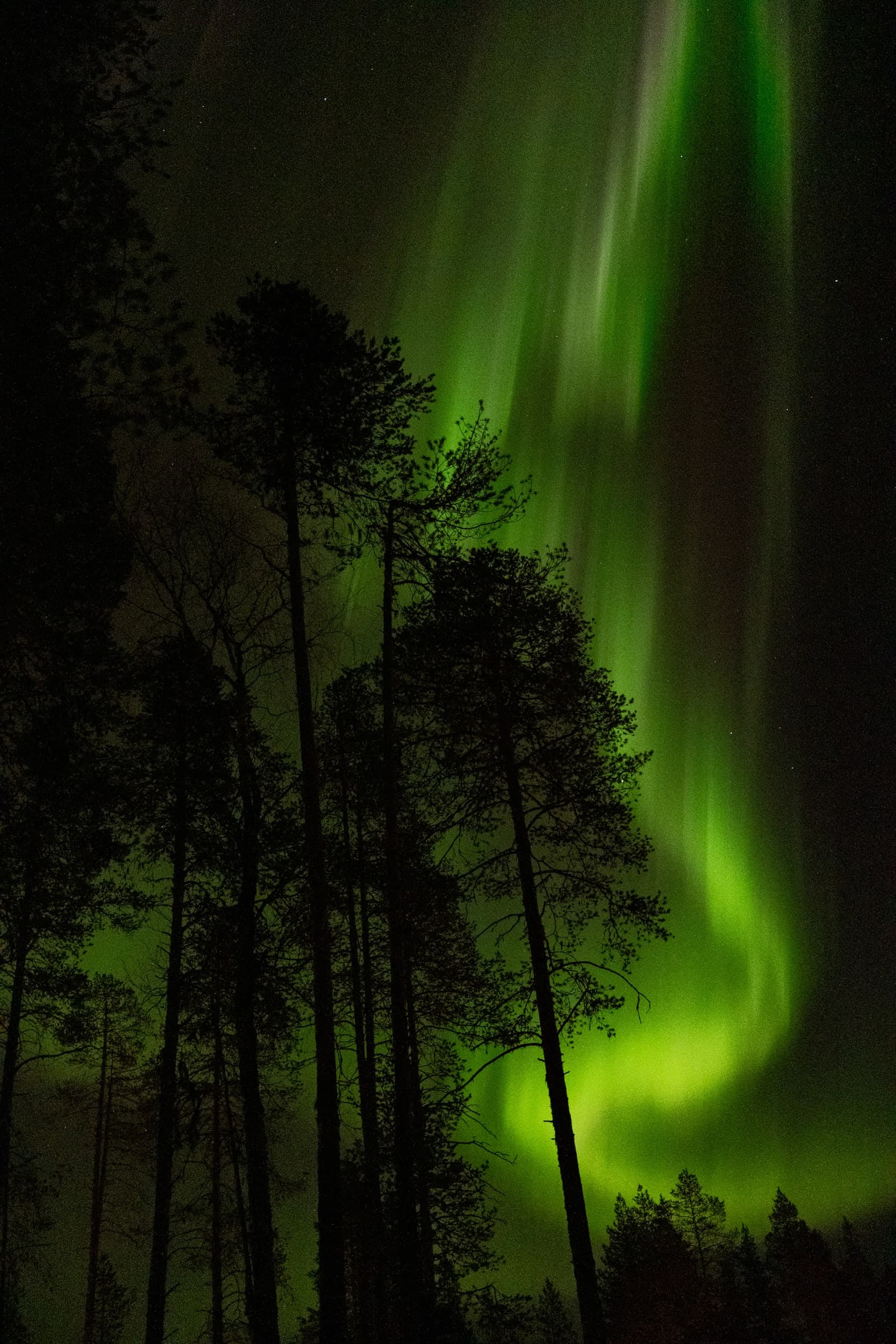 Northern lights over Finnish nature